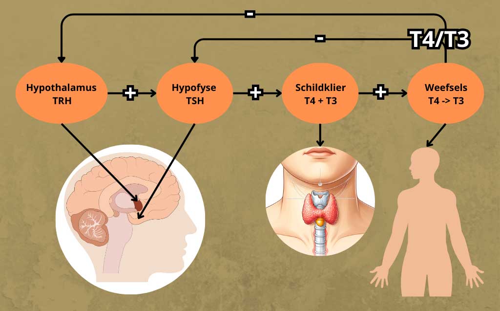 Diagram van de hormonale regulatie van de schildklier met hypothalamus, hypofyse, schildklier en weefsels, inclusief hun onderlinge feedbackmechanismen.